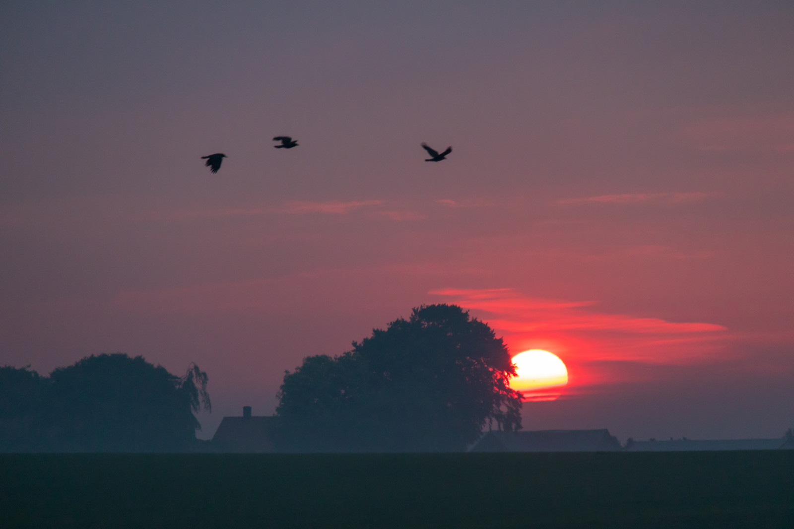 solnedgang, hav, himmel, soloppgang, kveld, morgen, Sol, horisont, atmosfære, skumring, Sky, soloppgang, fugl, f gel, soluppg ng, s dersl tt, atmosfærisk fenomen, jordens atmosfære, etterglød