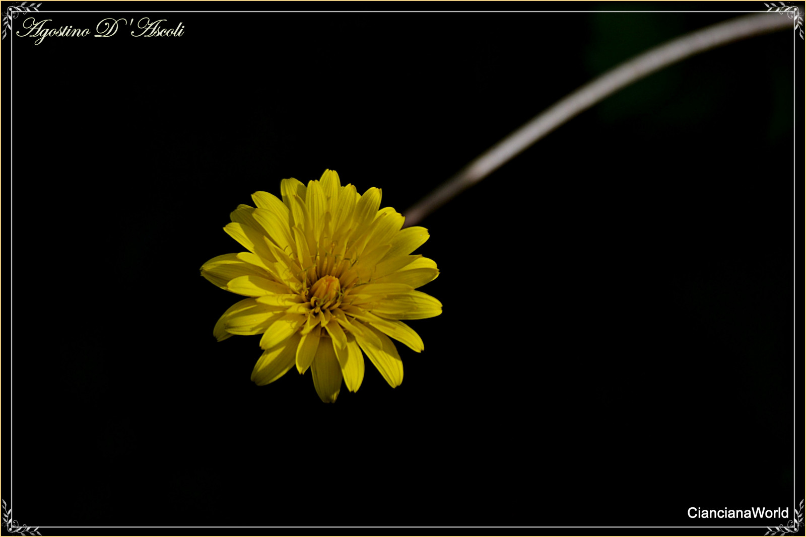 Nikon, NIKKOR, natura, Cianciana, Sicilia, macro, Fiori, giallo, Piante, Agostinodascoli, marzo, margherita