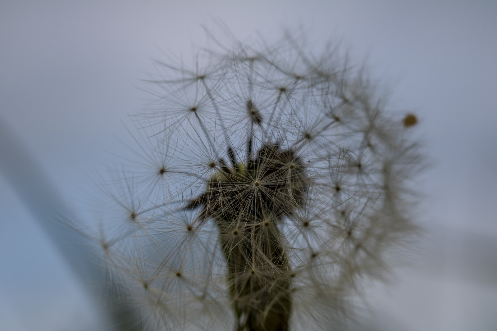 Příroda, tráva, sníh, zima, fotografování, makro, větev, mráz, pampeliška, strom, květ, rostlina, flóra, Blomma, makro, maskros, suchozemská rostlina, kvetoucí rostlina, zblízka, makro fotografie, trny trny a trny, tráva rodina, závod stonek, daisy rodina