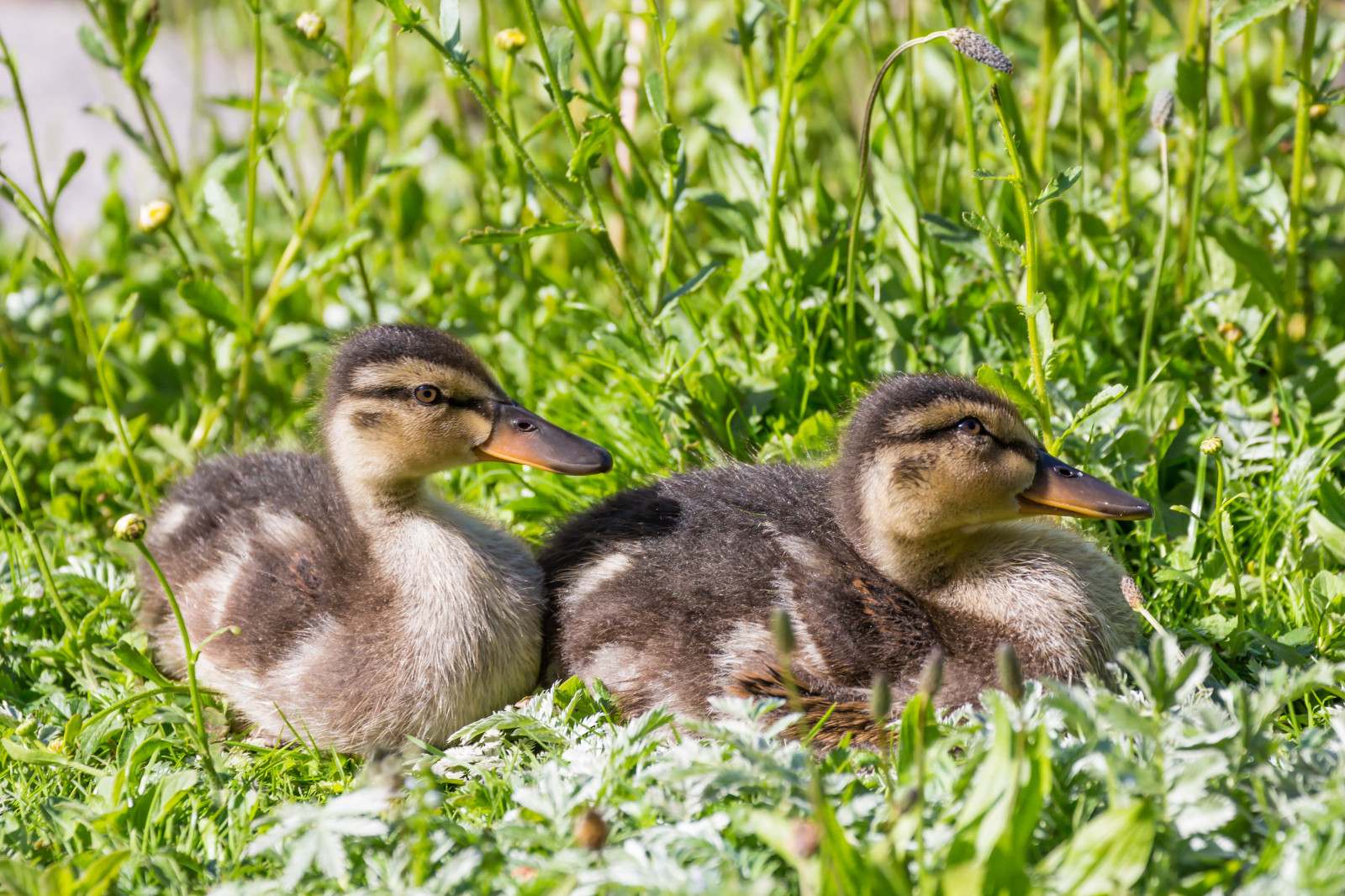 Příroda, tráva, Volně žijících živočichů, kachna, husa, zobák, divoká kachna, pták, Malmo, Pildammsparken, f gel, Kamera aby kánon, geolocation, EXIF otvor 56, exif focallength 200mm, exif aby kánon, EXIF isospeed 100, EXIF ef70300mmf456lisusm čočka, kachňátko, Model fotoaparátu canoneos100d, exif modelu canoneos100d, fauna, vodní ptáci, obratlovců, vodní pták, kachen, hus a labutě, drůbež