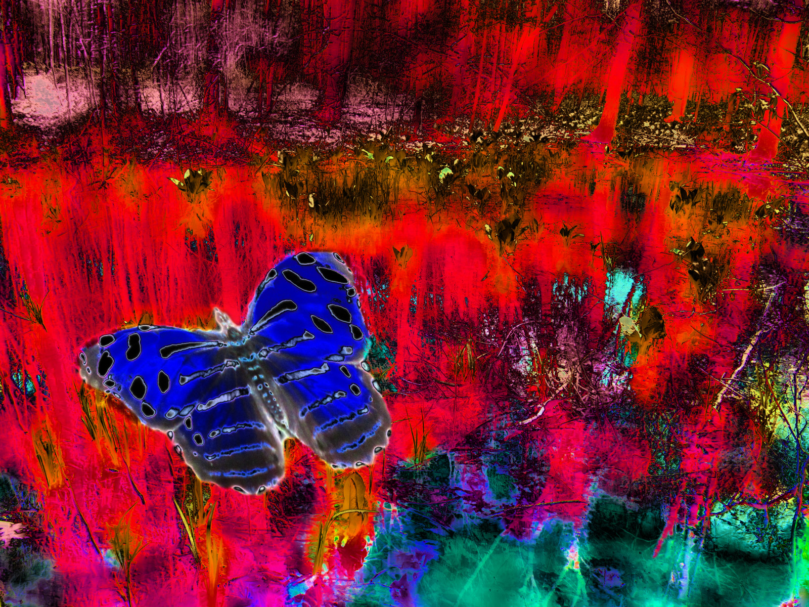 malování, motýl, hmyz, UMĚNÍ, list, digitální umění, photomanipulation, PhotoArt, počítač tapeta, fraktální umění, psychedelické umění, bezobratlý, akrylová barva, organismus, opylovači, můry a motýli, motýl monarcha, Digitálně vyvážené, Bethrosengard, Digitalmagic, visual arts