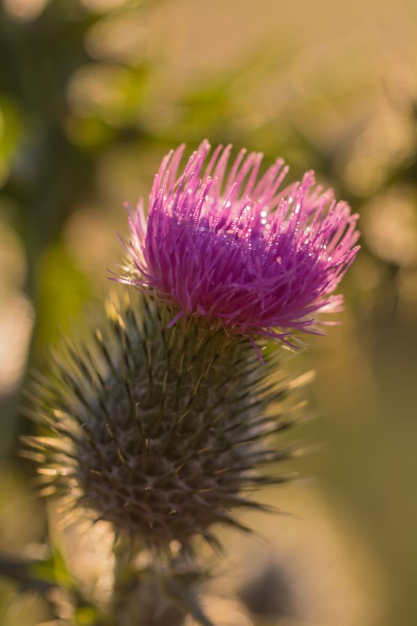 nature, photography, dew, light, flower, plant