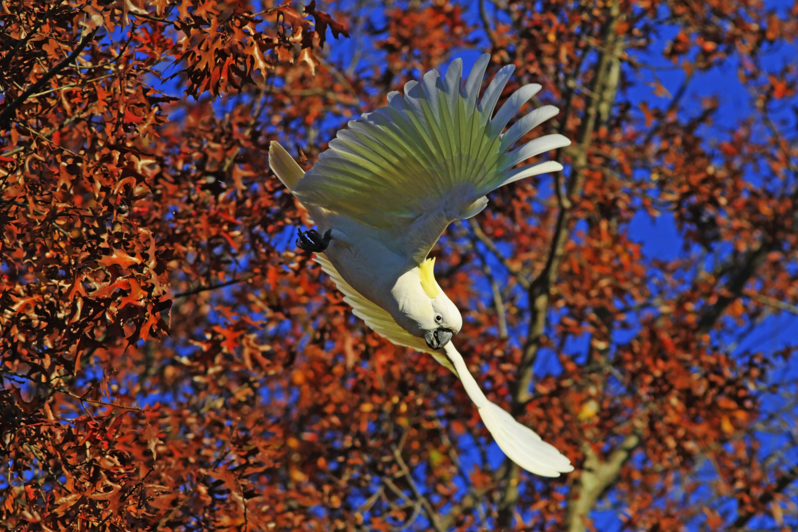 Sulfurovaný, papoušek kakadu, Papoušek, ptáčník, podzim, odpoledne, Victoria, Austrálie, slbflying, podzimní listí, banksiapark, národní geografie, makrofotografie, detailní, Kapalina, Příroda, Volně žijících živočichů, closetonature, concordians, Cacatuagalerita, ngc, npc