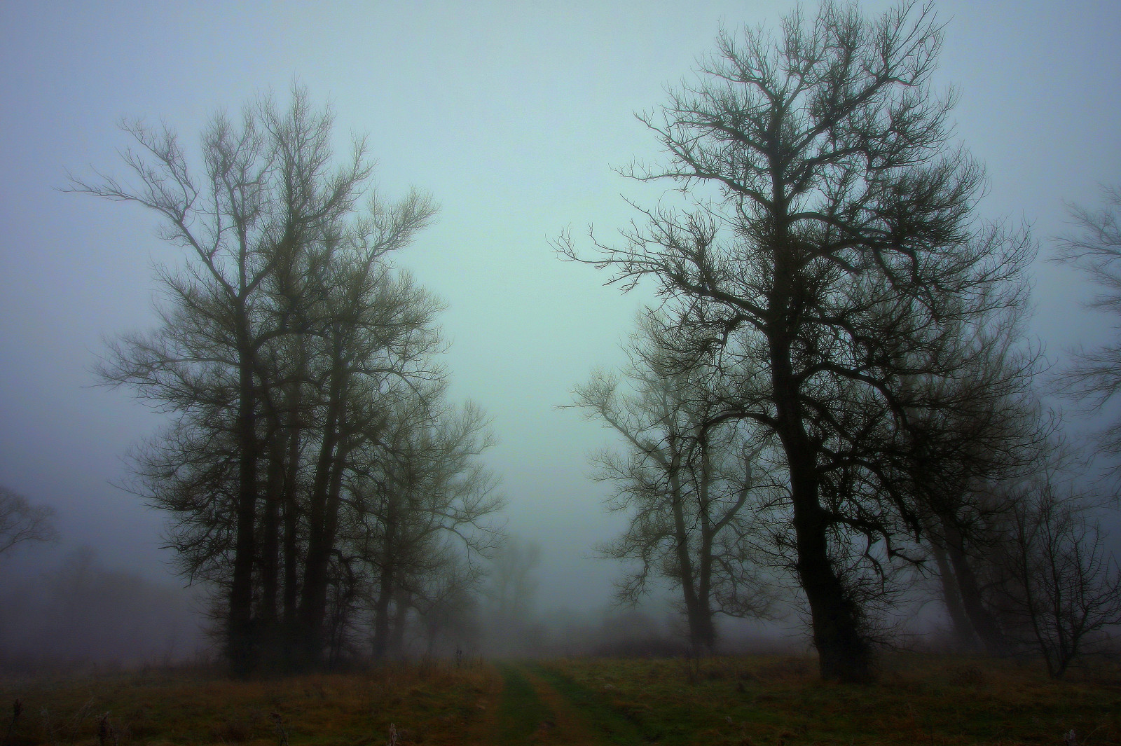 stromy, krajina, les, noc, Příroda, sníh, zima, větev, ráno, mlha, mráz, Kánon, zmrazení, strom, podzim, mlha, počasí, svítání, rostlina, sezóna, zálesí, Drohiczyn, Cesarz, marcelxyz, místo výskytu, přírodní prostředí, atmosférický jev, dřevina, ekosystém