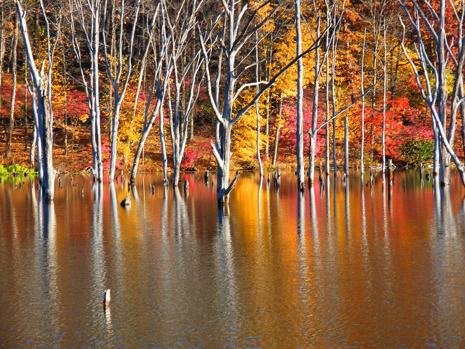 træer, farverig, efterår, blade, sø, vand, natur, rød, afspejling, parkere, afdeling, gul, sæsoner, død, sump, nøgen, vådområde, træ, efterår, blad, farver, efterårsfarver, plante, naturlig, farver, catchycolors, automne, colorphotoaward, Reflexions, bayou, fallcolors, løvfældende, autumncolors, fire sæsoner, colorexplosion, 4Seasons