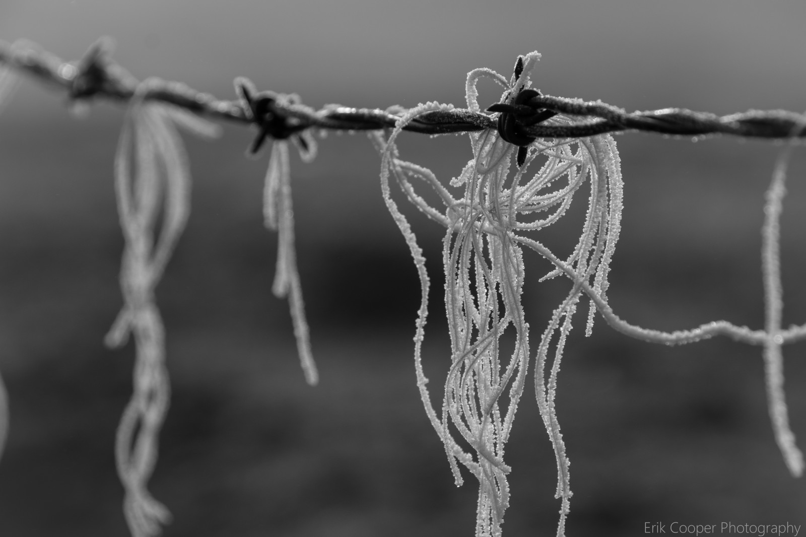 bílý, černobílý, ostnatý drát, voda, kůň, zima, fotografování, makro, větev, led, Studený, ráno, mráz, vlasy, kráva, plot, Colorado, zmrazení, venkovský, země, NIKKOR, zamrzlý, pastvina, yak, nikond7100, 18200vrii, prérie, větvička, Černý a bílý, monochromatické fotografování, zblízka, makro fotografie, outdoor struktura, závod stonek, zátiší fotografování, organismus, drátěné pletivo, mrzutý, barbwire, erikcooperphotography, erikcooperphotographycom, monumentco, stock photography