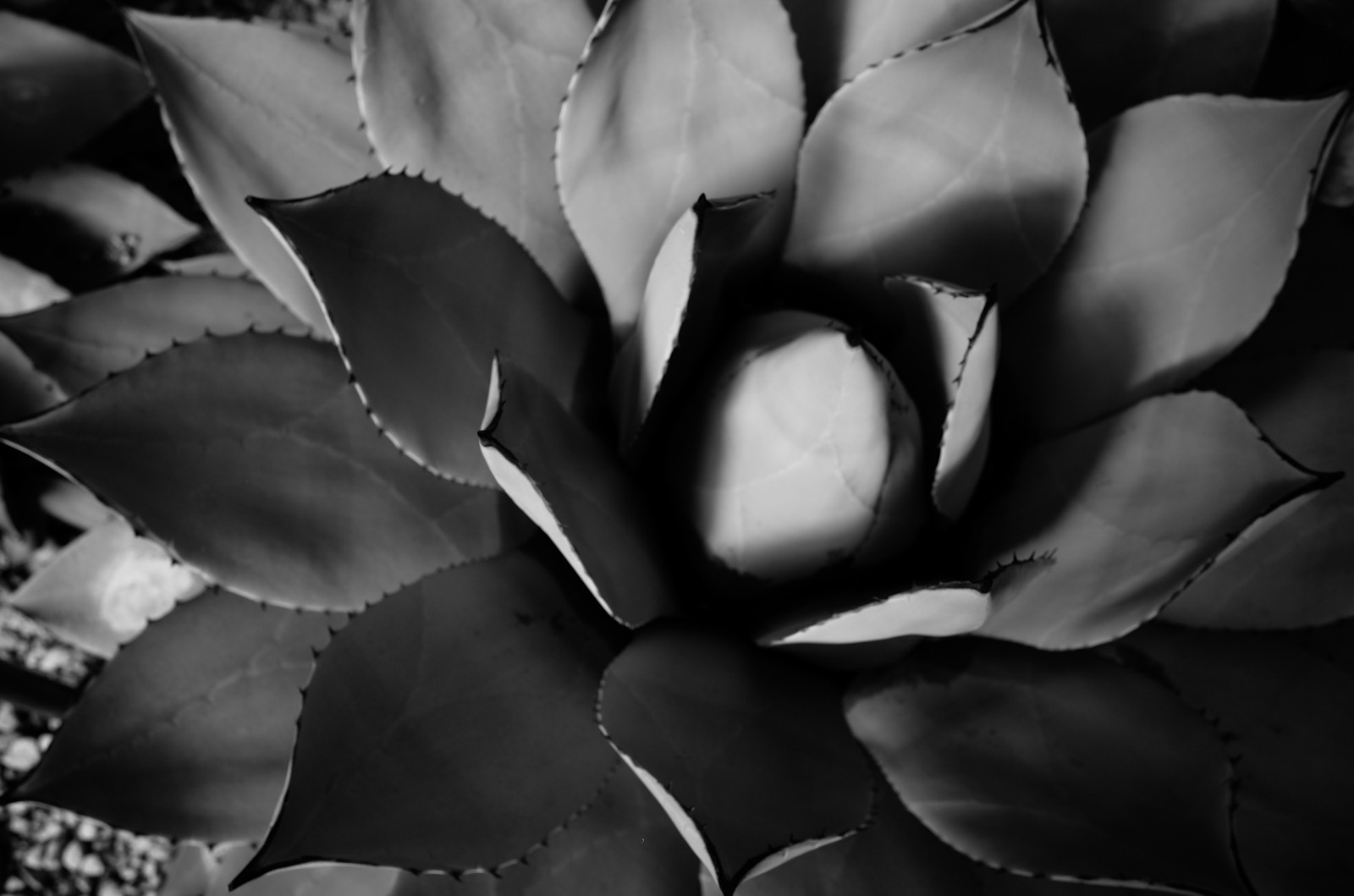 Japonsko, bílý, Černá, černobílý, park, fotografování, Leica, Tokio, jp, list, květ, rostlina, okvětní lístek, T, shinjukgyoen, Shinjuku, leicat, summicront235, Summicron, t235, Černý a bílý, monochromatické fotografování, zblízka, makro fotografie