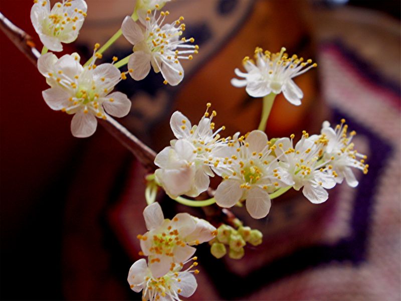 Flores,Macro,árvore,Flor,Primavera,arbusto