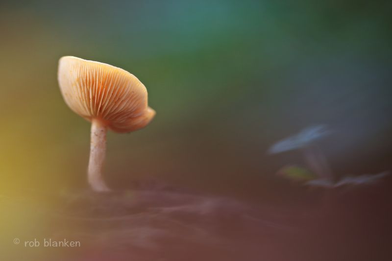 podzim, slunce, makro, houba, nikond800, sigma180mm128apomacrodghsm podzim, slunce, makro, houba, nikond800, sigma180mm128apomacrodghsm