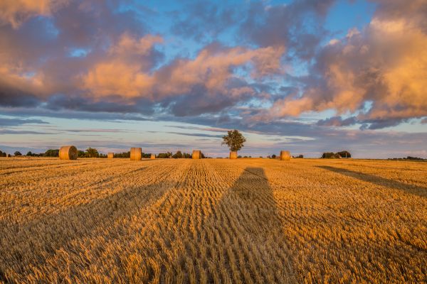 sunlight,landscape,sunset,sky,field,shadow
