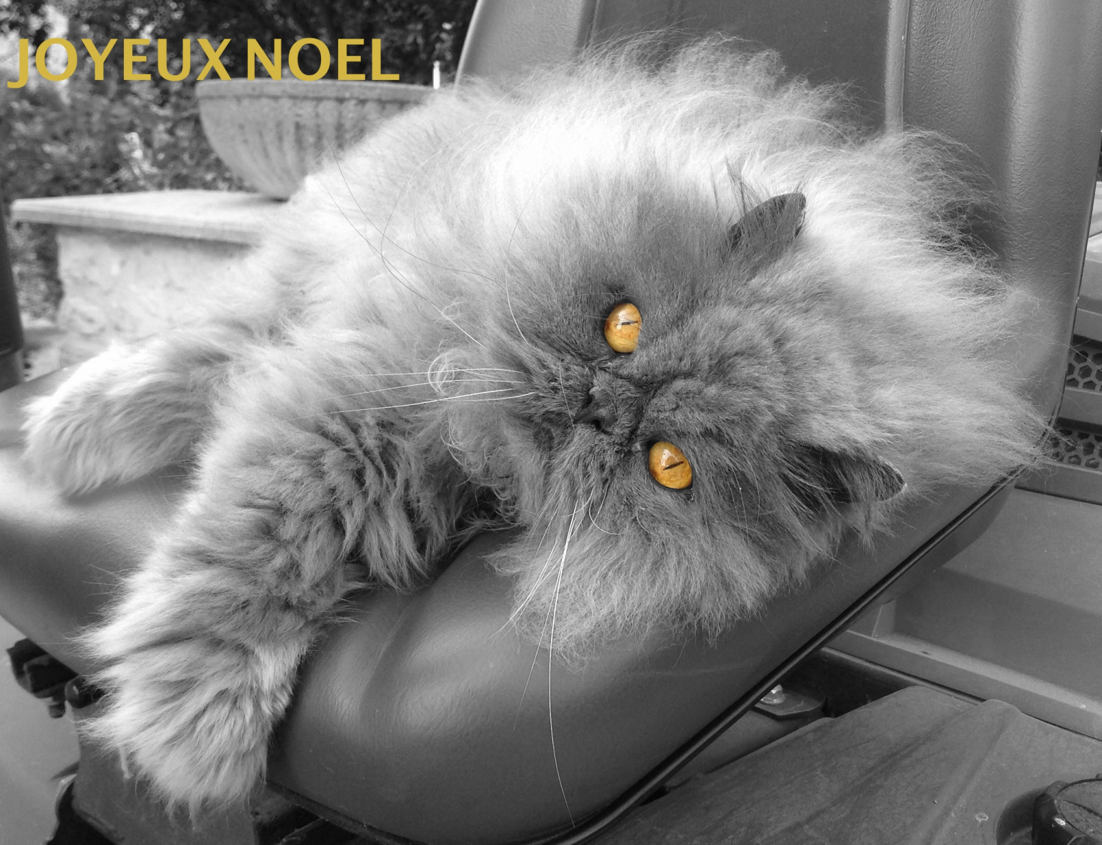 luce del sole, animale, gatto, gris, chat, Chiacchierare, Dannazione, animaux, vf, coth, tichat, d saturationpartielle, alittlebeauty, fantasticnaturegroup, coth5, fabuleuseenf TESF