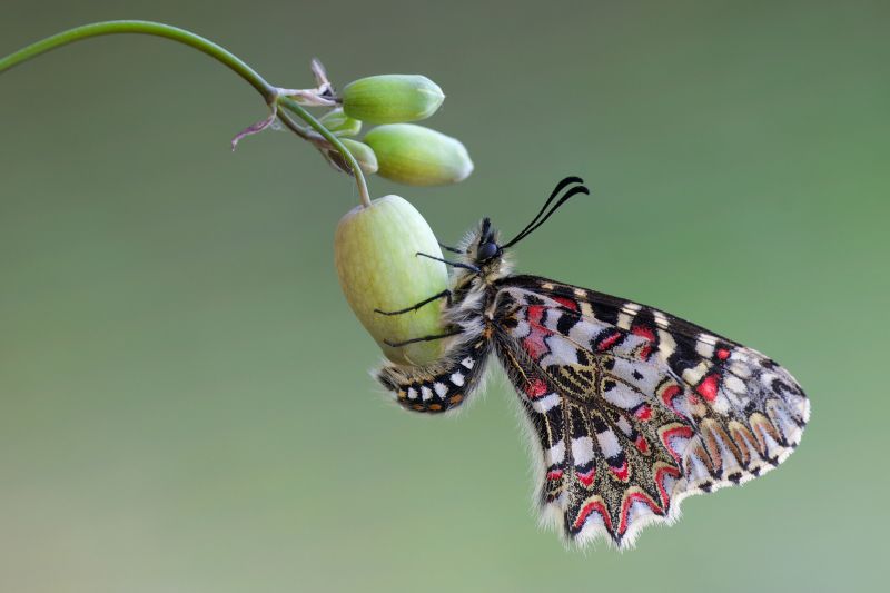 Макрос, Бабочка, Nikond800, Spanishfestoon, Зеринтиарумина, Spaansepijpbloemvlinder Макрос, Бабочка, Nikond800, Spanishfestoon, Зеринтиарумина, Spaansepijpbloemvlinder