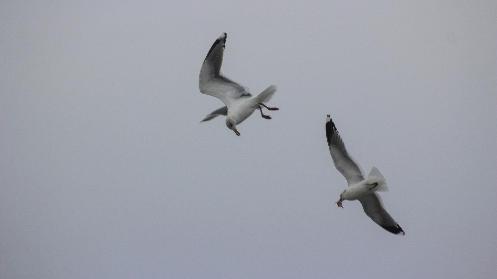 letící, Let, pták, f gel, smygehuk, racek, slečna, flyger, mořský pták, křídlo, fauna, obratlovců, Charadriiformes, migrace ptáků, migrace zvířat, racek stříbřitý