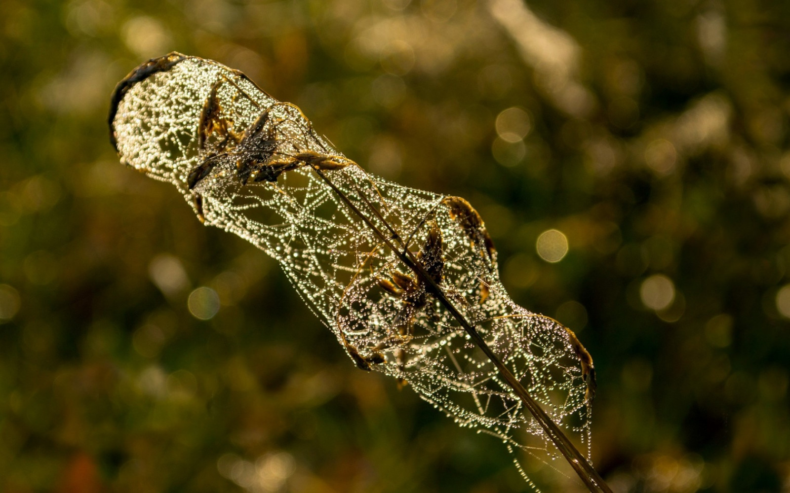 eau, la nature, la photographie, branche, faune, rosée, feuille, gouttes, branches, lézard, reptile, faune, fermer, Photographie macro, humidité, Toiles d'araignées