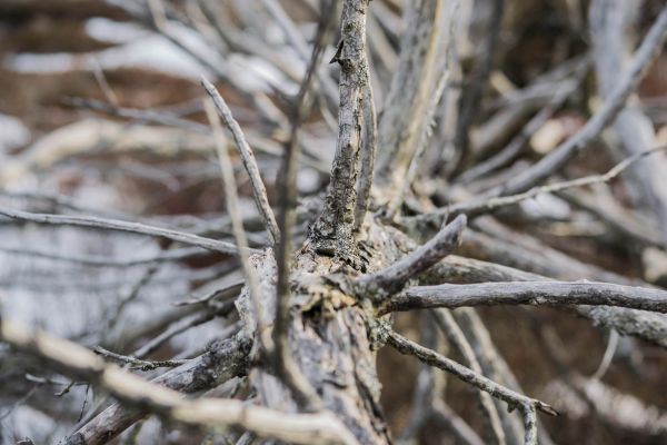 Árboles,nieve,invierno,madera,rama,escarcha