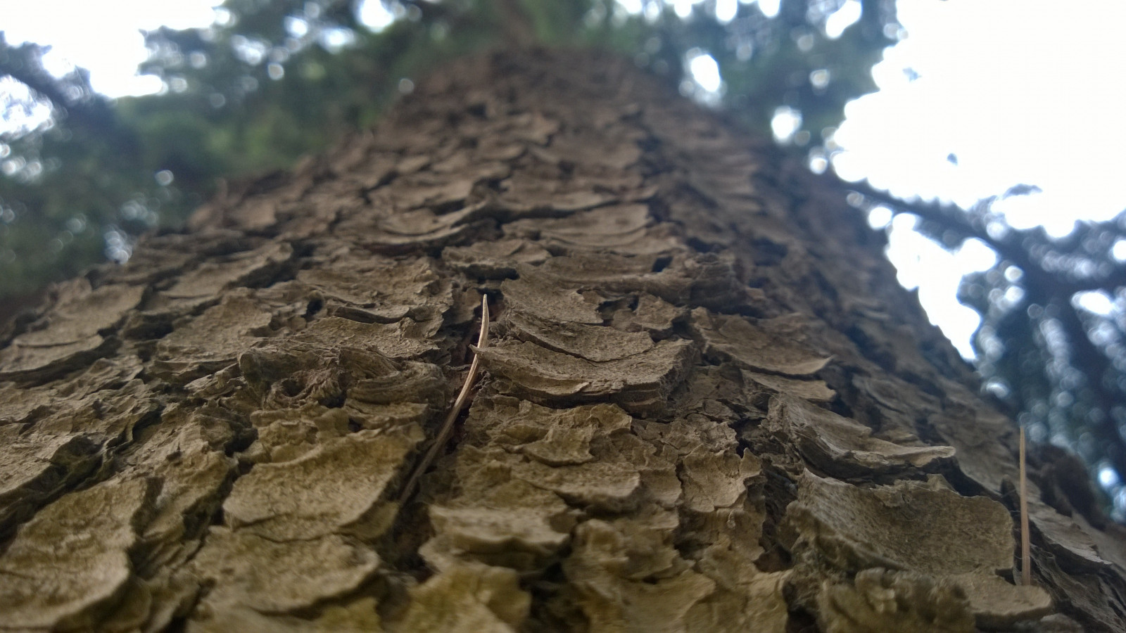 stromy, Skála, Příroda, divočina, Terén, strom, 3552x2000 px, půda, geologie, geologický fenomén