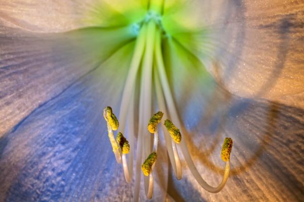 flower,petals,stamens