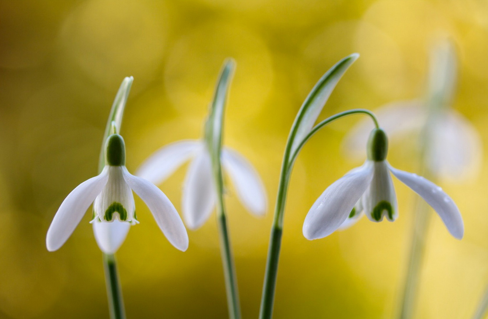 Wallpaper : green, yellow, petals, spring, snowdrops, flower, flora