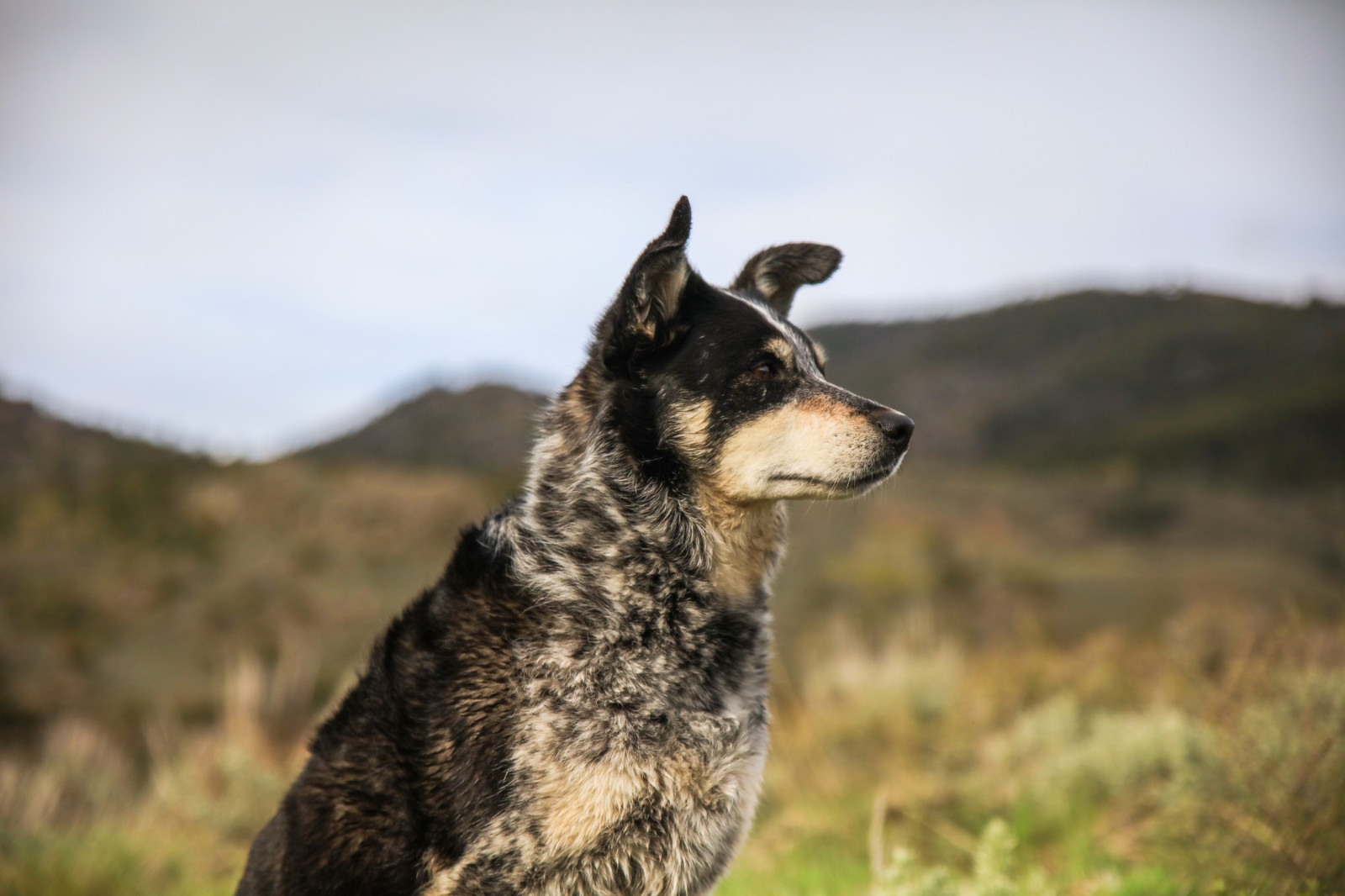 Wallpaper dog, muzzle, eyes 8192x5461 CoolWallpapers 1186681 HD