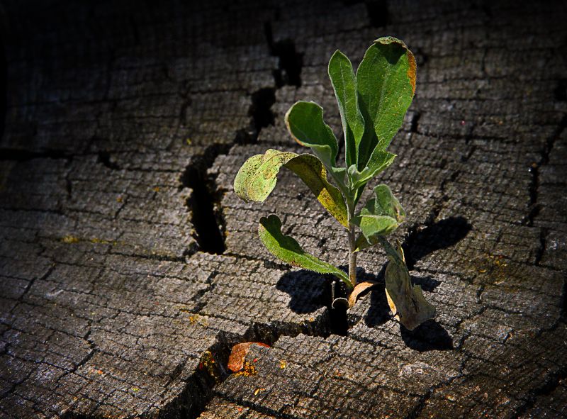 tree, branch, leaf, plant, shadow, still life photography tree, branch, leaf, plant, shadow, still life photography