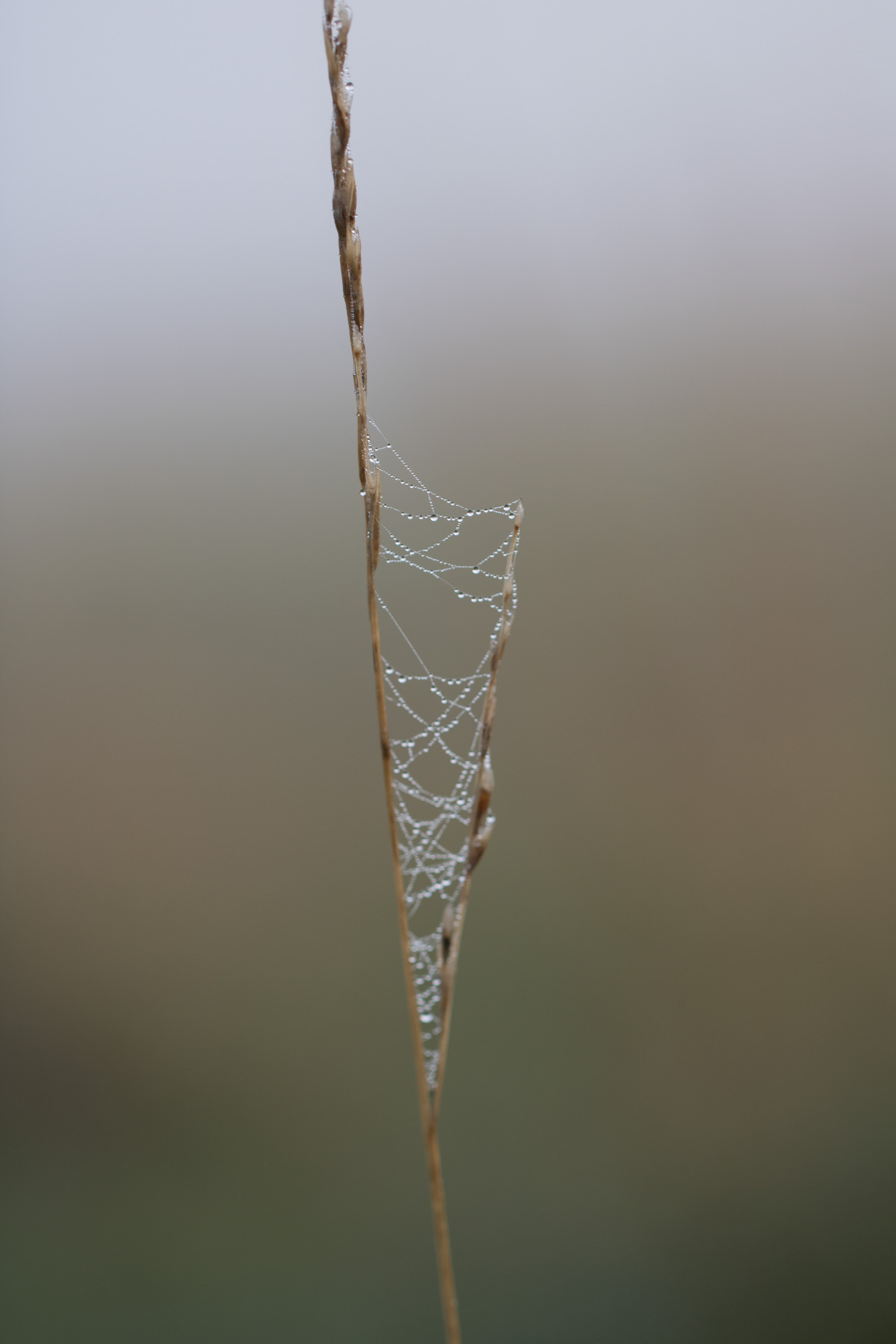 luce del sole, acqua, natura, riflessione, fotografia, ramo, verde, brina, modello, rugiada, foglia, far cadere, vatten, natur, Spindeln t, gocciolina, s dersl TT, reflektion, modello canoneos760d exif, geocountry, Marca fotocamera Canon, Geocity, modello di fotocamera canoneos760d, geostate, geolocalizzazione, exif fare canon, exif ISOSPEED 100, m nster, exif focalLength 100 millimetri, ef100mmf28lmacroisusm lente exif, Dagg, n t, exif apertura 32, vattendroppe, ramoscello, fenomeno atmosferico, avvicinamento, fotografia macro, famiglia di erba, staminali vegetali, invertebrato, umidità