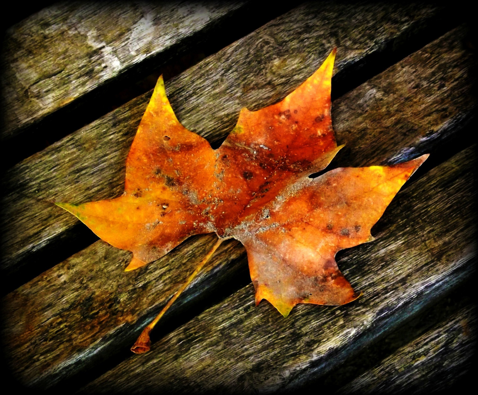 efterår, natur, bænk, efterår, blad, Fallen, stadig liv fotografering, organisme, ahorn blad