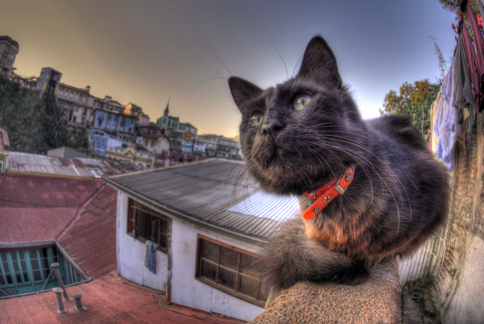 kočka, západ slunce, hluk, HDR, kníry, slunce, Černá kočka, strom, atardecer, puerto, lumix, fauna, savec, GH3, obratlovců, kočka jako savci, čenich, malé až středně velké kočky, domácí krátké vlasy kočka, gato, miau, Sue os, Valparaiso, rokinon75, Bigotes, Ascensorreinavictoria, Cuchito, Alb ndigafilms, Gatofilia