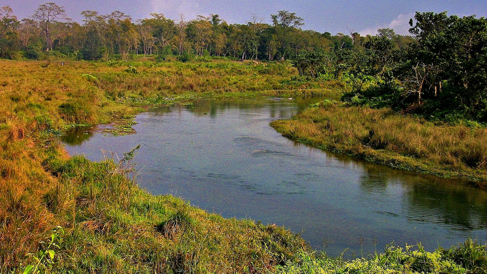 vegetazione, riserva naturale, riparian zone, natura, zone umide, risorse idriche, ecosistema, acqua, Banca, fiume, natura selvaggia, palude, alveo, palude, palude, torrente, bosco ripariale, golena, shrubland, bioma, bayou, stagno, serbatoio, ruscello, cielo, lago, albero, plant community, laghetto, palude, paesaggio, foresta, affluente, natura, palude d'acqua salata, Parco statale, fluvial landforms of streams, Parco Nazionale, Arroyo, lago, insenatura, tropical and subtropical coniferous forests