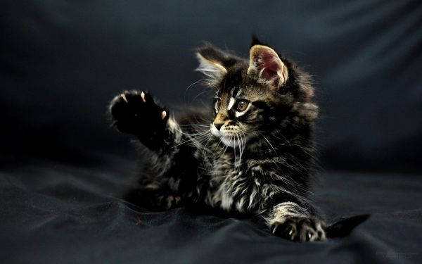 1680x1050 px, cat, cats, funny, humor, kitten