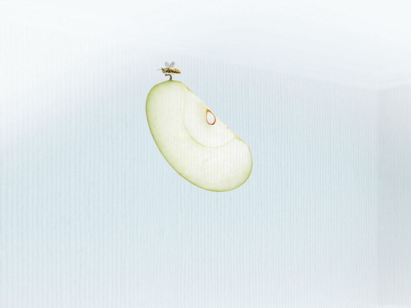 food, insect, leaf, petal, jewellery, 1600x1200 px food, insect, leaf, petal, jewellery, 1600x1200 px
