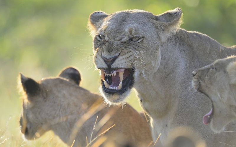 wildlife,big cats,anger,lion,teeth,Puma