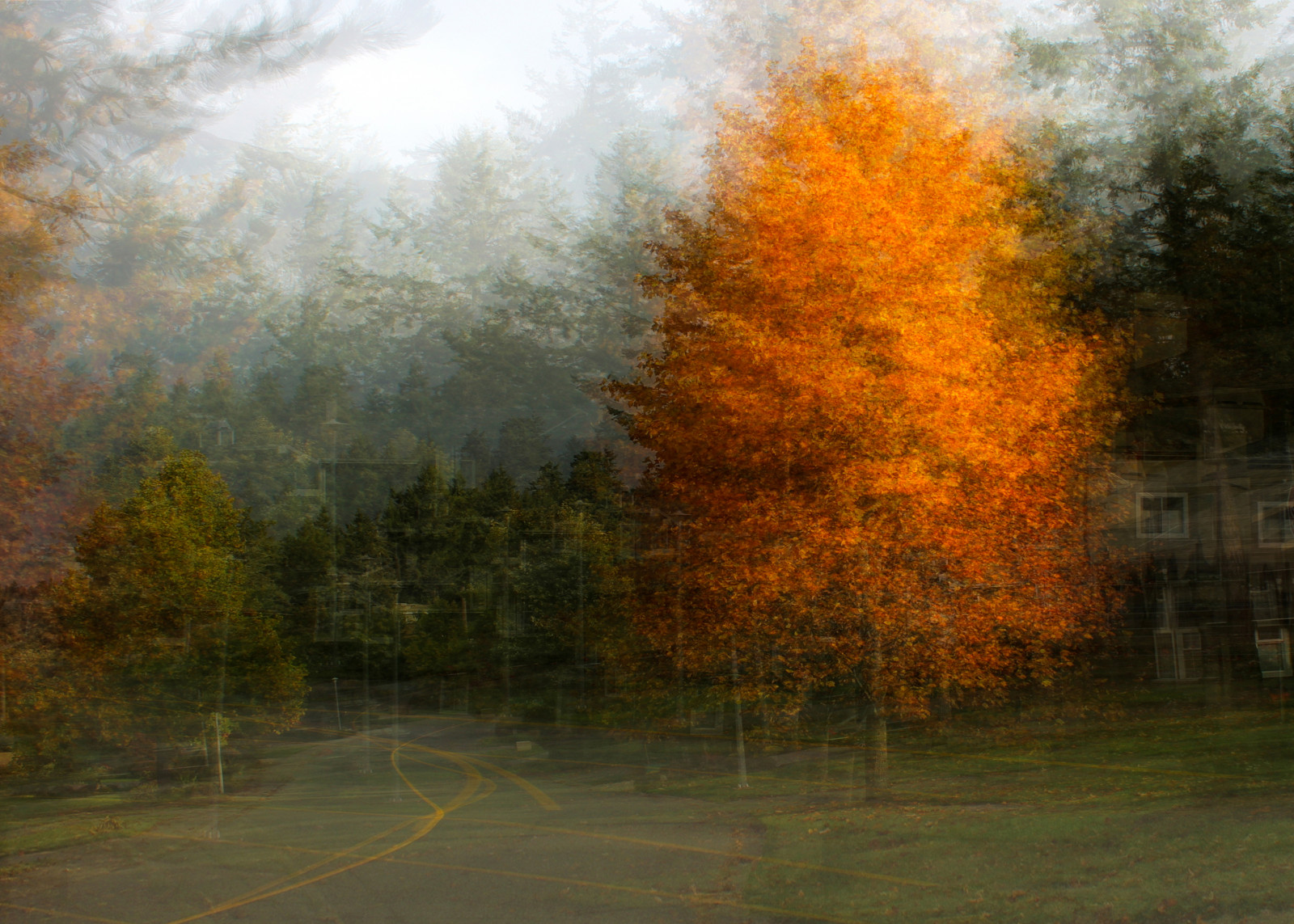 slunečnímu záření, les, ulice, abstraktní, Příroda, odraz, žlutý, večer, ráno, mlha, textura, rozcestí, strom, podzim, mlha, list, svítání, venkovní, sezóna, impresionismus, průsečík, stohování, zálesí, místo výskytu, atmosférický jev, dřevina