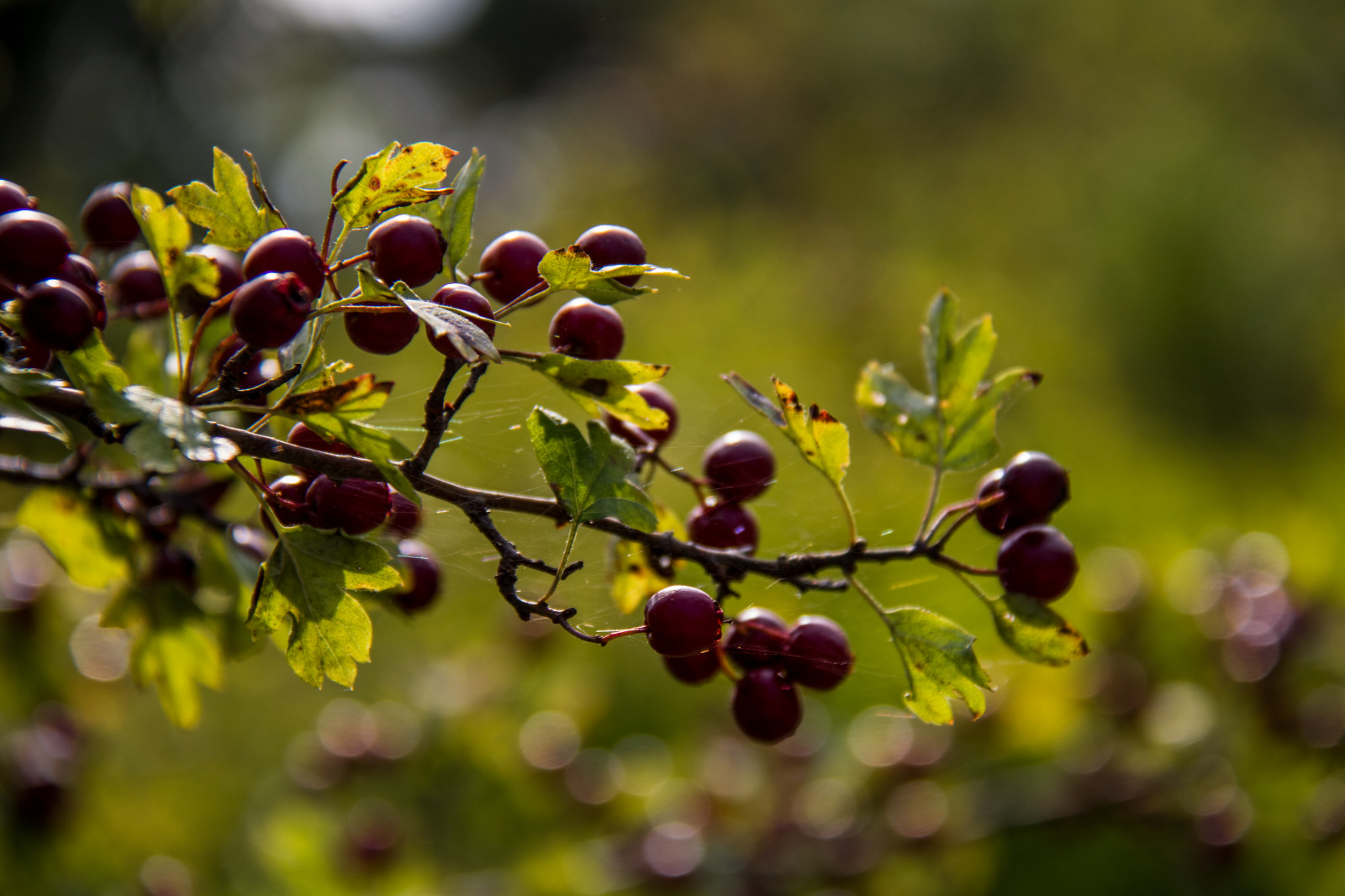 jídlo, Příroda, větev, ovoce, zelená, žlutý, květ, strom, podzim, list, květ, rostlina, bobule, flóra, pupen, Gotland, attackfoto, attackfoto8, Jakobsberg, divoká rostlina, vyrobit, botanika, suchozemská rostlina, kvetoucí rostlina, zblízka, keř, makro fotografie