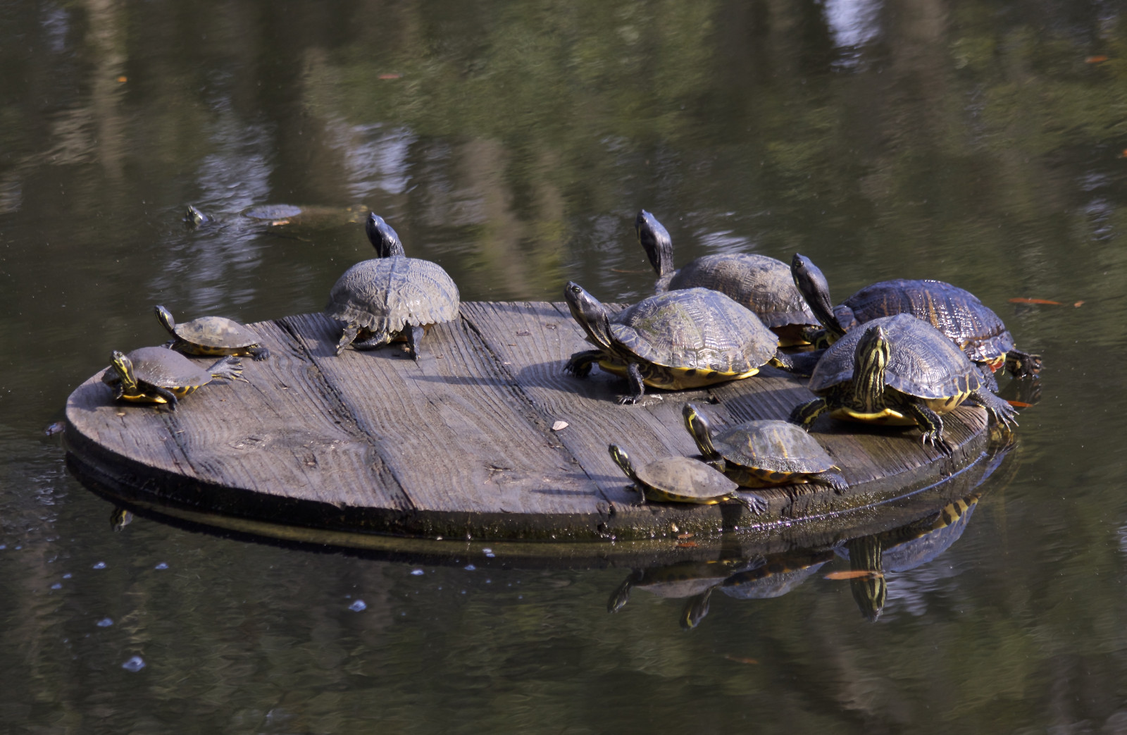 slunečnímu záření, zvěř, jezero, voda, Příroda, odraz, sedící, zelená, modrý, hnědý, řeka, Volně žijících živočichů, slunce, Kánon, kachna, bokeh, rybník, želva, světlo, mrak, stíny, teleobjektiv, pták, divoký, odrazy, dof, plaz, naturallight, eos, fauna, skořápky, vodní ptáci, obratlovců, vodní pták, kachen, hus a labutě, slunění