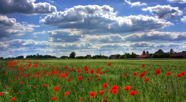brandenburg,field,poppies,sky,clouds