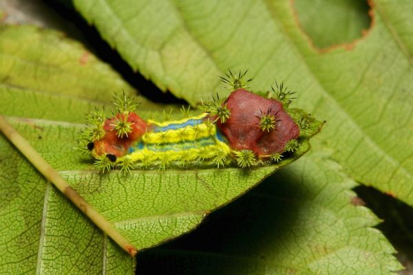 close up, insect, Caterpillar, larva, invertebrate, macro photography
