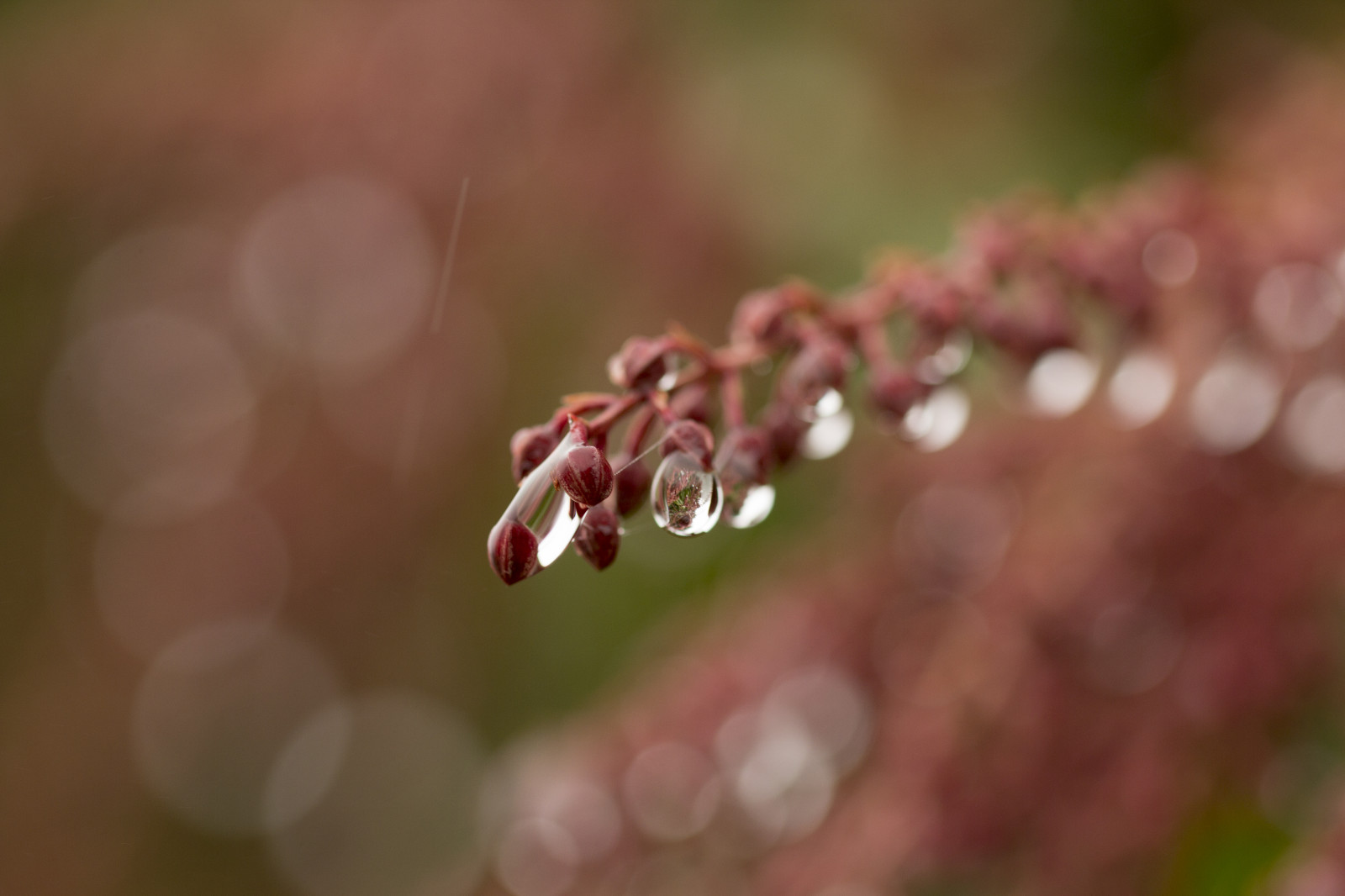 สวน, น้ำ, ธรรมชาติ, ฤดูหนาว, ฝน, การถ่ายภาพ, แมโคร, สาขา, เบ่งบาน, bokeh, สีชมพู, ออสเตรเลีย, น้ำค้าง, ใบไม้, ดอกไม้, ปลูก, พืช, หยด, กลีบดอก, ตูม, nsw, ดอกไม้ป่า, Ashridge, พฤกษศาสตร์, โรงงานที่ดิน, พืชดอก, ใกล้ชิด, ไม้พุ่ม, การถ่ายภาพมาโคร, ต้นกำเนิด, ความชื้น, mtwilson, Pieris, ericaceae, bluemountains, Mountwilson