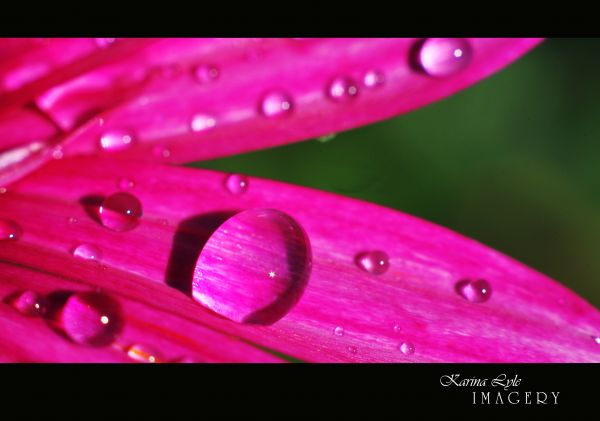 water, red, photography, petals, closeup, macro