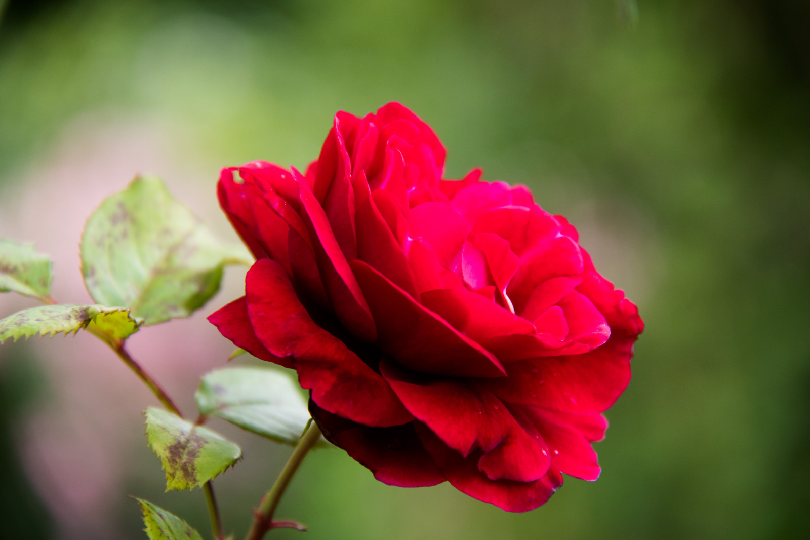 rosso, fotografia, rosa, fiorire, rosa, fiore, pianta, flora, blomma, modello canoneos760d exif, geocountry, Marca fotocamera Canon, Geocity, modello di fotocamera canoneos760d, geostate, geolocalizzazione, Lente exif efs18200mmf3556is, apertura exif 56, exif fare canon, katrinetorp, katrinetorpslanderi, exif ISOSPEED 400, exif focalLength 170 millimetri, petalo, rosa, impianto di terra, pianta fiorita, avvicinamento, fotografia macro, staminali vegetali, rose da giardino, famiglia di rosa, floribunda