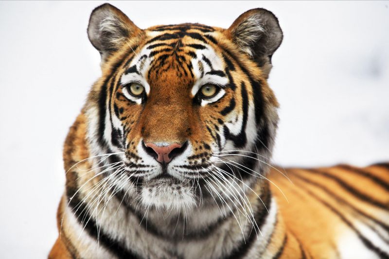 tiger, wildlife, big cats, Zoo, whiskers, fauna tiger, wildlife, big cats, Zoo, whiskers, fauna