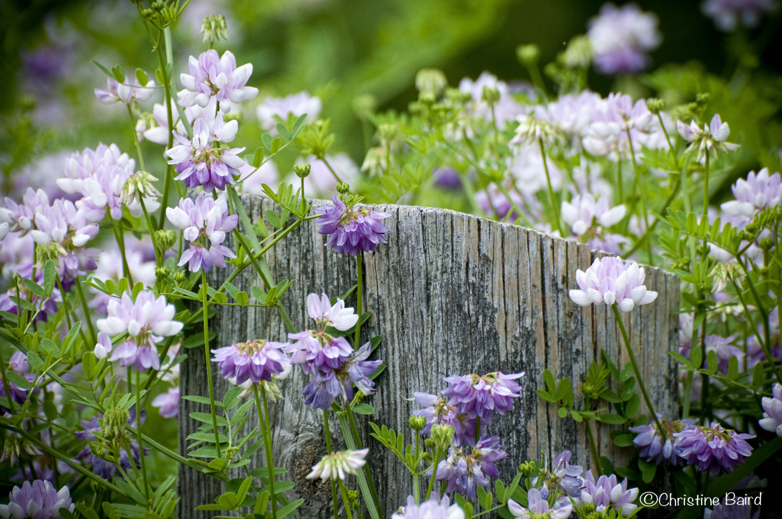 Fond d'écran fleurs, été, les plantes, plante, Ontario, Canada, fleur, la nature, clôture