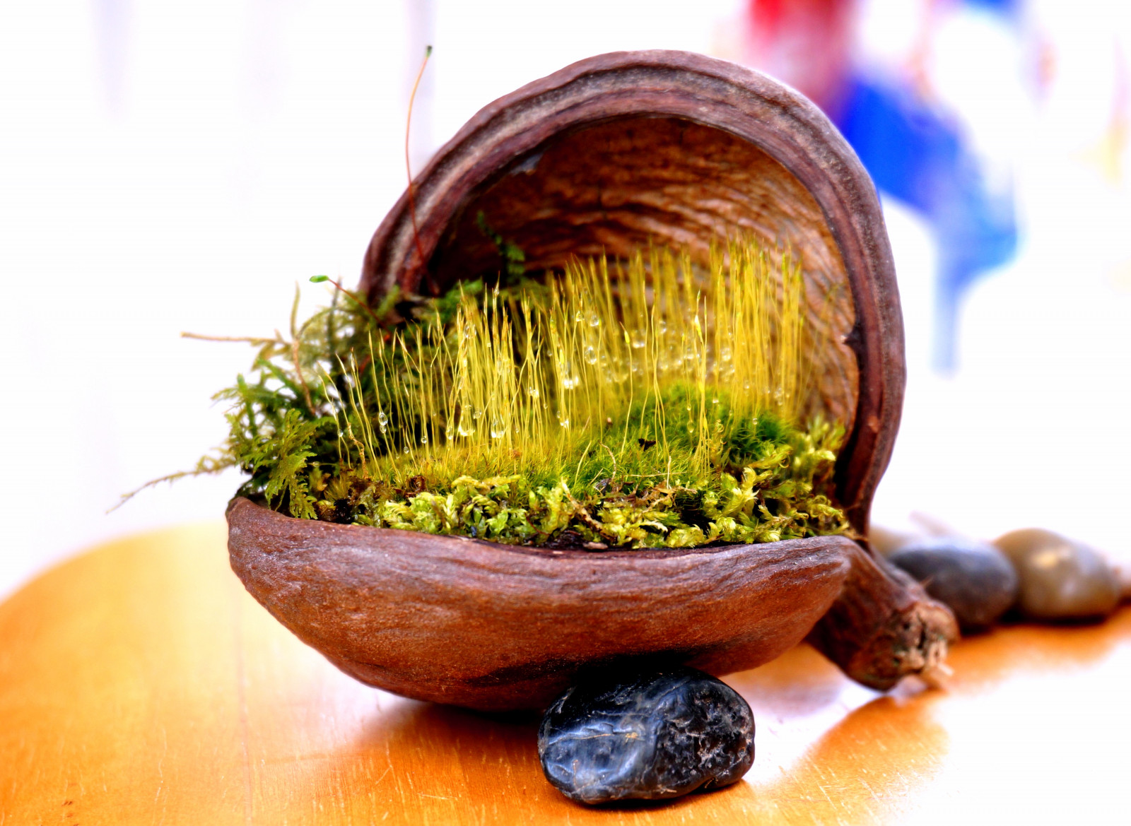 rostlina, zelená, Příroda, krása, rosa, zen, dcist, welovedc