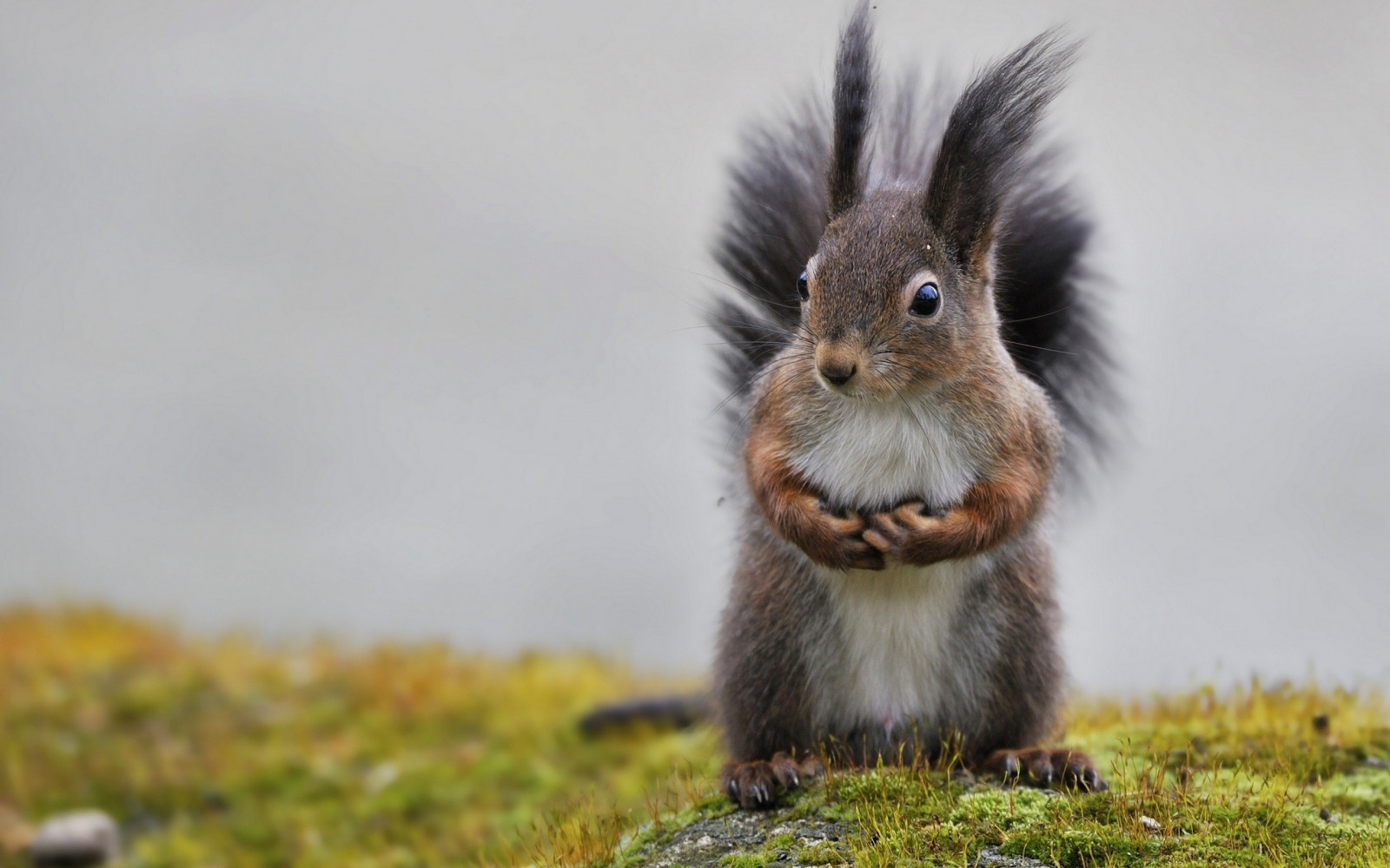 zvěř, tráva, veverka, Volně žijících živočichů, kníry, hlodavec, králičí, fauna, savec, prérie, obratlovců, králíci a zajíci, králík domácí