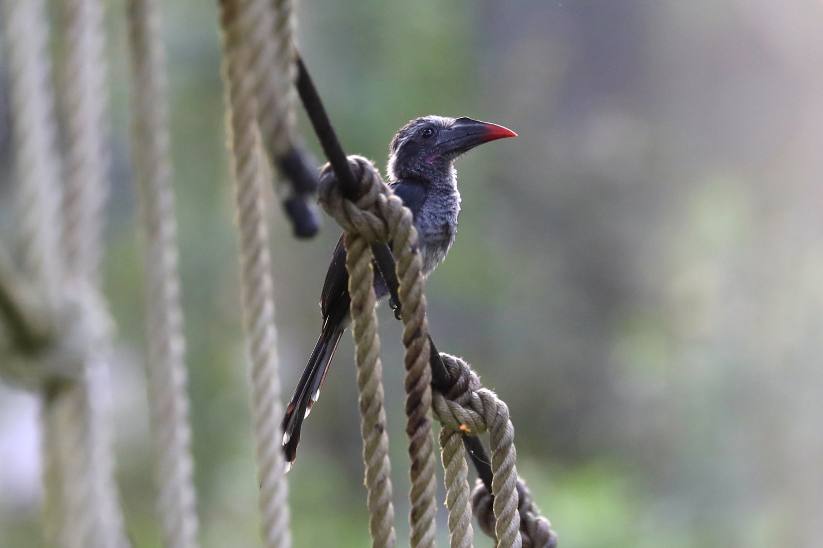 sort, parkere, dyreliv, tropisk, Afrika, afrikansk, dværg, næb, vest, national, fugl, han-, fauna, fluesnappere, skrigefugle, piciformes, Kakum, ghana, næsehornsfugle, tockus, hartlaubi, horizocerushartlaubi, cuculiformes