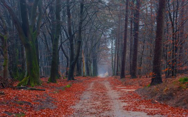plant,leaf,Natural landscape,wood,tree,trunk