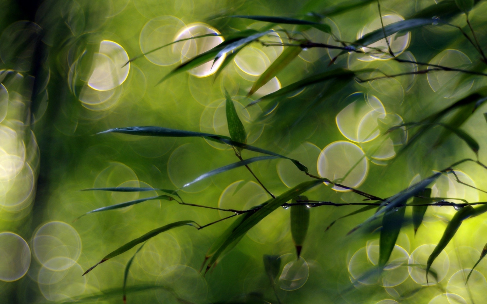 Wallpaper : Daun-daun, ranting, lingkaran 2560x1600 - goodfon - 1069403 ...