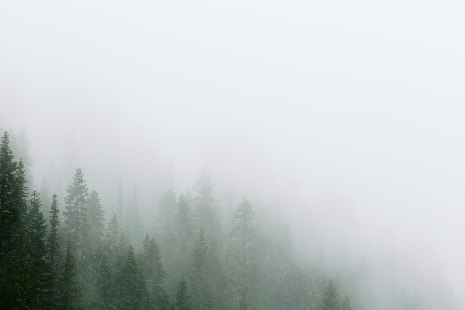 Wallpaper : kabut, pohon, langit, kayu tanaman, hutan, Stasiun bukit ...