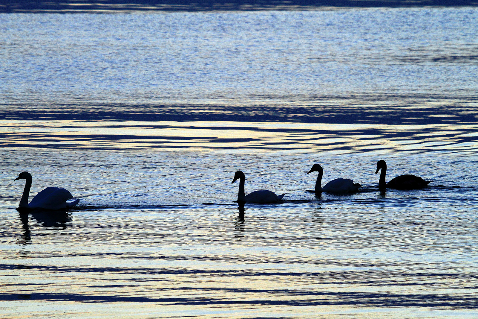 sea, water, shore, sand, reflection, beach, Norway, evening, coast, swan, Canon, romantic, RC, 2014, bird, ocean, wave, seascape, natur, sj, 7d, coth5, norge, norwegen, rogaland, noruega, norvegia, water bird, fotoroar2013, mudflat