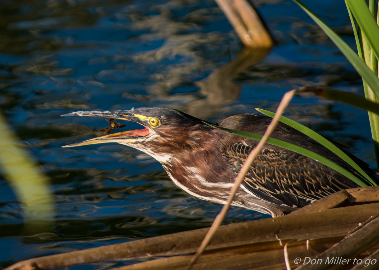 fugle, natur, udendørs, Venedig, blå, dyreliv, næb, Florida, fugl, D810, Fuglekiggeri, venicerookery, onawalk, rookery, greenheron, hejre, vinge, fauna, siddepinde fugl, hvirveldyr, grøn hejre