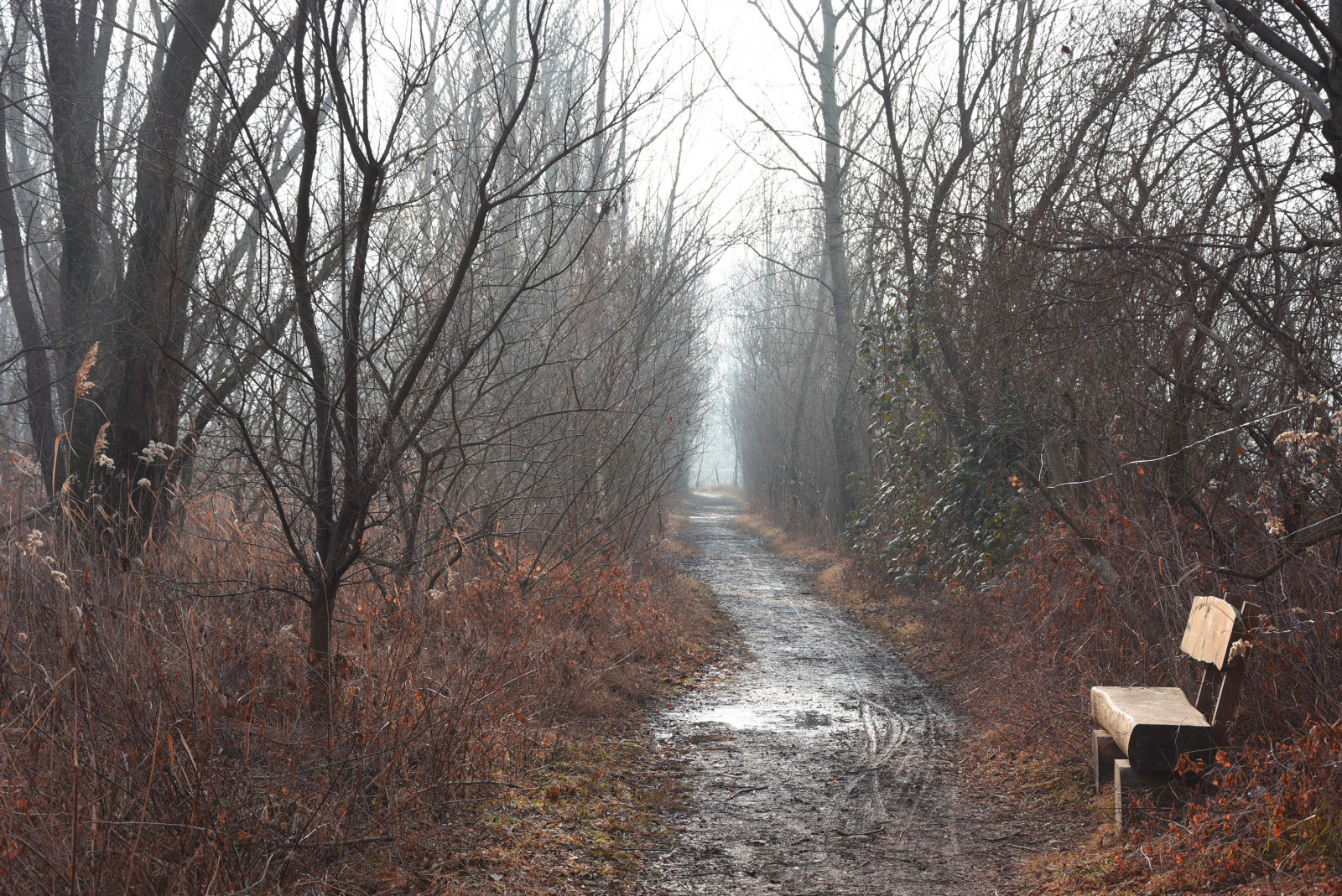 slunečnímu záření, krajina, les, voda, tráva, nebe, zima, silnice, větev, ráno, mlha, lavice, cesta, odpočinek, strom, podzim, mlha, list, rostlina, stezka, inverno, banc, panchina, zálesí, háj, dřevina, riposo